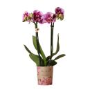 Hummingbird Orchids | Pink purple Phalaenopsis Orchid - El Salvador - pot size 9cm | flowering houseplant - fresh from the grower