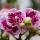 Kolibri Orchids Rosa lila Phalaenopsis Orchidee El Salvador Topfgröße 9cm blühende Zimmerpflanze frisch vom Züchter