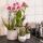 Kolibri Orchids Rosa lila Phalaenopsis Orchidee El Salvador Topfgröße 9cm blühende Zimmerpflanze frisch vom Züchter