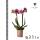 Kolibri Orchids Rosa lila Phalaenopsis Orchidee El Salvador Topfgröße 9cm blühende Zimmerpflanze frisch vom Züchter