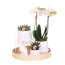 Ensemble complet de plantes All White | Plante verte...