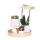 Complete plant set All White | Green plant set with white phalaenopsis orchid and including ceramic pots and accessories