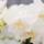 Komplettes Pflanzenset All White | Green Pflanzenset mit wei&szlig;er Phalaenopsis Orchidee und inkl. Keramikt&ouml;pfe und Zubeh&ouml;r
