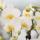 Komplettes Pflanzenset All White | Green Pflanzenset mit wei&szlig;er Phalaenopsis Orchidee und inkl. Keramikt&ouml;pfe und Zubeh&ouml;r