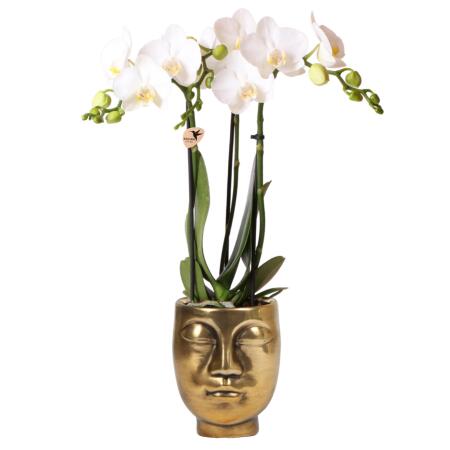 Kolibri Orchids | Weisse Phalaenopsis Orchideed - Amabilis + goldener Face-2-face Übertopf - Topfgröße 9cm - ca. 40cm hoch | blühende Zimmerpflanze - frisch vom Züchter