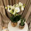 Kolibri Orchids Weisse Phalaenopsis Orchideed Amabilis + goldener Face-2-face Übertopf Topfgröße 9cm ca. 40cm hoch blühende Zimmerpflanze frisch vom Züchter