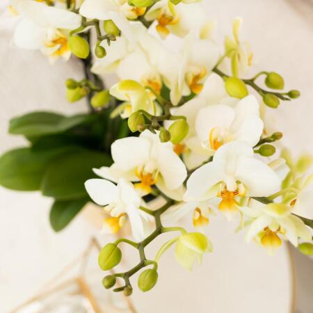 Kolibri Orchids | Weie Phalaenopsis-Orchidee - Lausanne - Topfgre