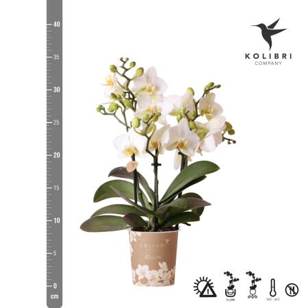 Kolibri Orchids | Weie Phalaenopsis-Orchidee - Lausanne - Topfgre