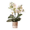 Hummingbird Orchids | White Phalaenopsis Orchid - Lausanne - pot size 9cm | Flowering houseplant - fresh from the grower