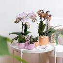 Orchidées Colibri | Orchidée Phalaenopsis orange - Jamaïque + Pot décoratif Happy face pêche - taille du pot 9cm - 40cm de haut | plante dintérieur en fleurs dans un pot de fleurs - fraîche du producteur