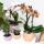 Orchidées Colibri | Orchidée Phalaenopsis orange - Jamaïque + Pot décoratif Happy face pêche - taille du pot 9cm - 40cm de haut | plante dintérieur en fleurs dans un pot de fleurs - fraîche du producteur