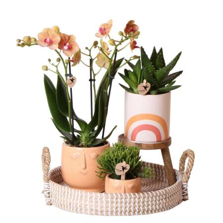 Komplettes Pflanzenset Happy Face | Grünes Pflanzenset mit orangefarbener Phalaenopsis Orchidee und inkl. Keramik-Ziertöpfen