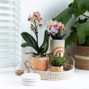Complete plant set Happy Face | Green plant set with orange phalaenopsis orchid and includes decorative ceramic pots