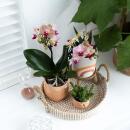 Ensemble complet de plantes Happy Face | Plante verte sertie dorchidée phalaenopsis orange et comprend des pots décoratifs en céramique