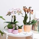 Ensemble complet de plantes Happy Face | Plante verte sertie dorchidée phalaenopsis orange et comprend des pots décoratifs en céramique