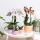 Ensemble complet de plantes Happy Face | Plante verte sertie dorchidée phalaenopsis orange et comprend des pots décoratifs en céramique