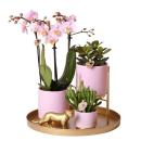 Complete plant set Goldfuss pink | Green plant set with...