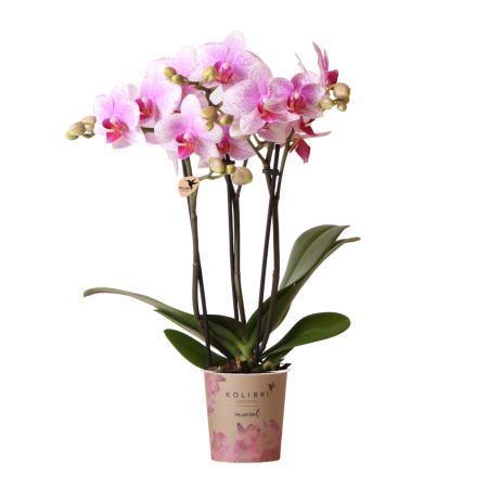 Kolibri Orchids | Rosa Phalaenopsis Orchidee - Mineral Rotterdam - Topfgröße 9cm | blühende Topfpflanze - frisch vom Züchter