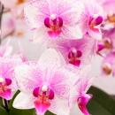 Hummingbird Orchids | Pink Phalaenopsis Orchid - Mineral Rotterdam - pot size 9cm | flowering pot plant - fresh from the grower