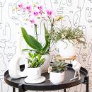 Orchidées Colibri | Orchidée Phalaenopsis rose - Mineral Rotterdam - taille du pot 9cm | plante en pot fleurie - fraîche du producteur