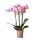 Kolibri Orchids | Rosa Phalaenopsis Orchidee - Mineral Rotterdam - Topfgröße 9cm | blühende Topfpflanze - frisch vom Züchter