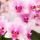 Hummingbird Orchids | Pink Phalaenopsis Orchid - Mineral Rotterdam - pot size 9cm | flowering pot plant - fresh from the grower