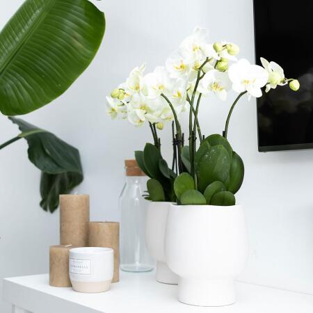 Kit Déco Plantes "Star Fish" - Orchidée Phalaenopsis Et Succulente Dans Pots Céramique Avec Plateau, Thème Bord De Mer