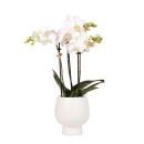 Hummingbird Orchids | White Phalaenopsis Orchid - Amabilis + Scandic decorative pot white - pot size 9cm - 40cm high | flowering houseplant in a flower pot - fresh from the grower