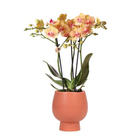 Kolibri Orchids | Orange Phalaenopsis Orchidee - Jamaika + Scandic Ziertopf Terracotta - Topfgröße 9cm - 45cm hoch | blühende Zimmerpflanze im Blumentopf - frisch vom Züchter