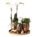 Hummingbird Company | Complete plant set Face-2-face gold | Green plant set with white phalaenopsis orchid and rhipsalis including ceramic decorative pots and accessories