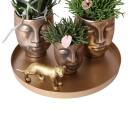 Hummingbird Company | Complete plant set Face-2-face gold...