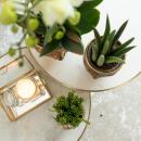 Kolibri Company Komplettes Pflanzenset Face-2-face gold Grünes Pflanzenset mit weißer Phalaenopsis Orchidee und Rhipsalis inkl. Keramik Ziertöpfe & Zubehör