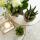 Kolibri Company Komplettes Pflanzenset Face-2-face gold Grünes Pflanzenset mit weißer Phalaenopsis Orchidee und Rhipsalis inkl. Keramik Ziertöpfe & Zubehör