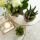 Hummingbird Company | Complete plant set Face-2-face gold | Green plant set with white phalaenopsis orchid and rhipsalis including ceramic decorative pots and accessories