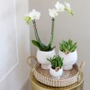 Ensemble de plantes complet Scandic blanc | Plante verte sertie dorchidées phalaenopsis blanches et de succulentes, y compris des pots décoratifs en céramique