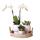 Ensemble de plantes complet Scandic blanc | Plante verte sertie dorchidées phalaenopsis blanches et de succulentes, y compris des pots décoratifs en céramique