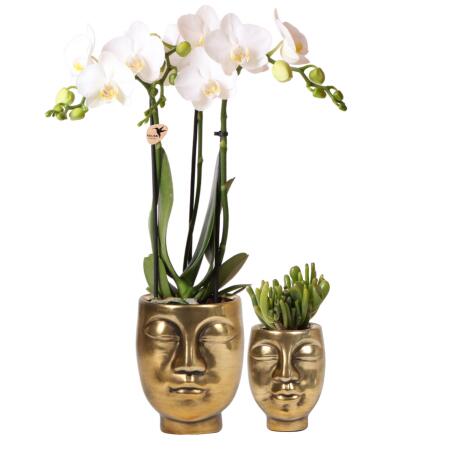 Plant set Face-2-face gold | Set with white phalaenopsis orchid 9cm and green succulent 6cm | including decorative ceramic pots