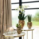 Plant set Face-2-face gold | Set with white phalaenopsis orchid 9cm and green succulent 6cm | including decorative ceramic pots