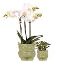 Pflanzenset Eule grün | Set mit weißer Phalaenopsis Orchidee 9cm und grüner Sukkulente 6cm | inkl. Keramik-Ziertöpfe