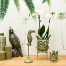 Plant set owl green | Set with white phalaenopsis orchid...