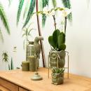 Plant set owl green | Set with white phalaenopsis orchid 9cm and green succulent 6cm | including decorative ceramic pots
