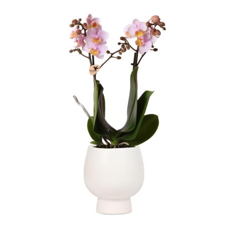 Orchidées Colibri | Orchidée Phalaenopsis rose - Andorre + Pot décoratif Scandic blanc - taille du pot 9cm - hauteur 40cm | plante dintérieur en fleurs dans un pot de fleurs - fraîche du producteur