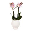 Hummingbird Orchids | Pink Phalaenopsis Orchid - Andorra + Scandic decorative pot white - pot size 9cm - 40cm high | flowering houseplant in a flower pot - fresh from the grower