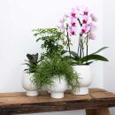 Orchidées Colibri | Orchidée Phalaenopsis rose - Andorre + Pot décoratif Scandic blanc - taille du pot 9cm - hauteur 40cm | plante dintérieur en fleurs dans un pot de fleurs - fraîche du producteur