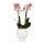Kolibri Orchideen | Rosa Phalaenopsis Orchidee - Andorra + Scandic Ziertopf wei&szlig; - Topfgr&ouml;&szlig;e 9cm - 40cm hoch | bl&uuml;hende Zimmerpflanze im Blumentopf - frisch vom Z&uuml;chter