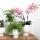 Orchidées Colibri | Orchidée Phalaenopsis rose - Andorre + Pot décoratif Scandic blanc - taille du pot 9cm - hauteur 40cm | plante dintérieur en fleurs dans un pot de fleurs - fraîche du producteur
