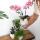 Orchidées Colibri | Orchidée Phalaenopsis rose - Andorre + Pot décoratif Scandic blanc - taille du pot 9cm - hauteur 40cm | plante dintérieur en fleurs dans un pot de fleurs - fraîche du producteur