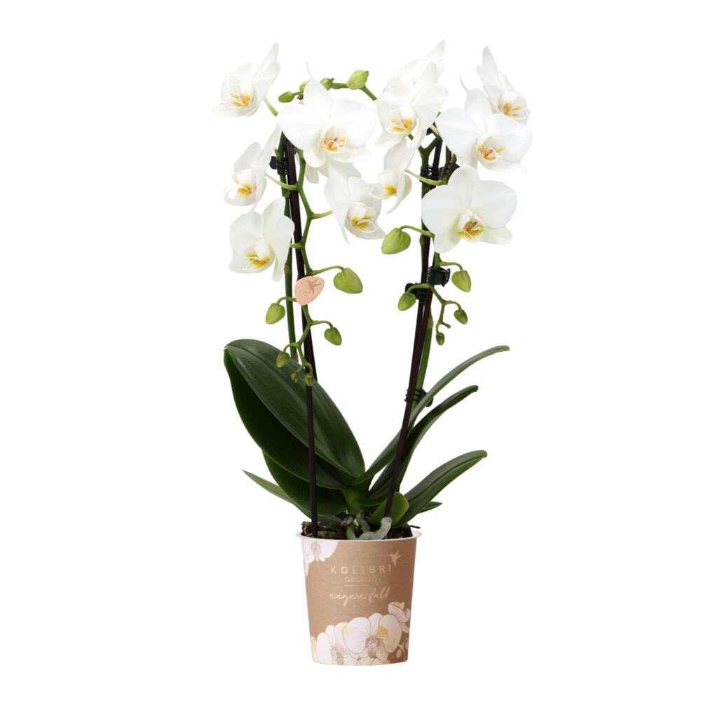 Kolibri Orchids | weie Phalaenopsis-Orchidee - Niagara Fall - Topfgr