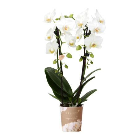 Kolibri Orchids | weiße Phalaenopsis-Orchidee - Niagara Fall - Topfgröße 9cm | blühende Zimmerpflanze - frisch vom Züchter