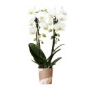 Kolibri Orchids | wei&szlig;e Phalaenopsis-Orchidee -...